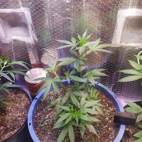 Preta growlog timeline photo
