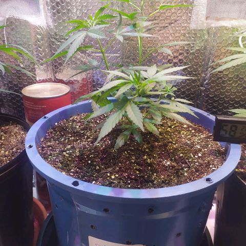 Preta growlog timeline photo