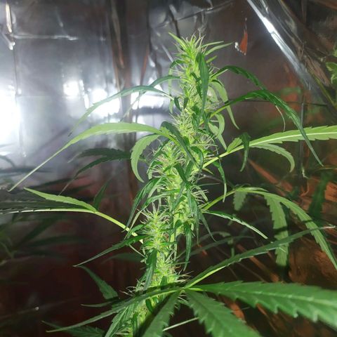 Zelda growlog timeline photo