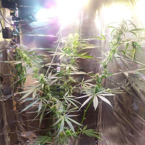 Zelda growlog timeline photo