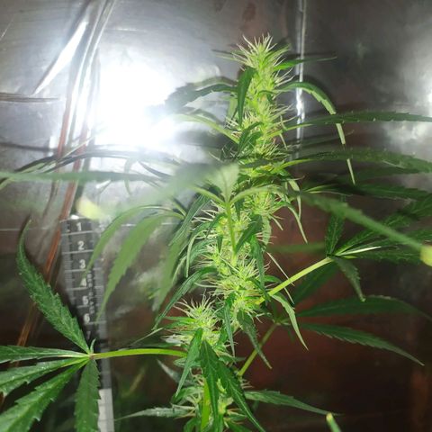 Zelda growlog timeline photo
