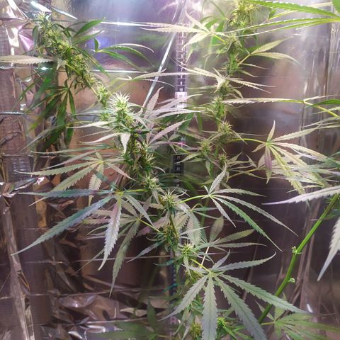 Zelda growlog timeline photo