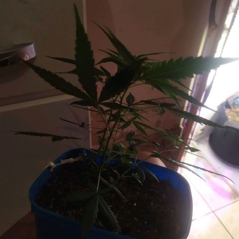 II growlog photo: 1