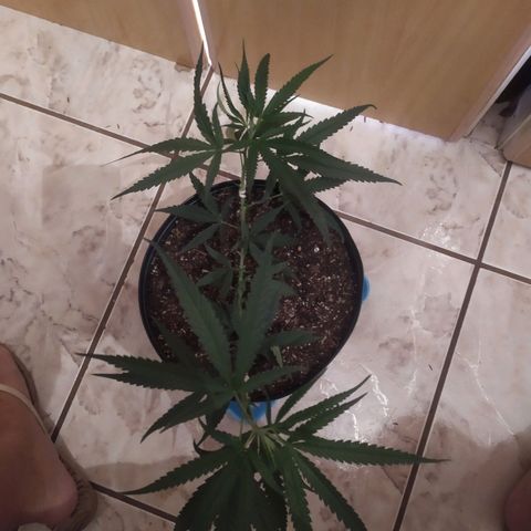 II growlog photo: 1