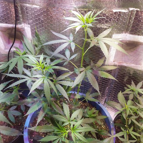 Preta growlog timeline photo