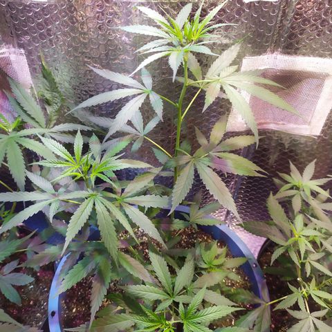 Preta growlog timeline photo