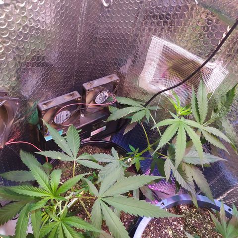 II growlog photo: 1