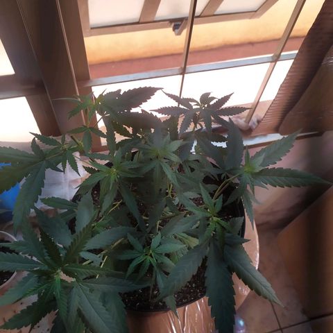 II growlog photo: ?