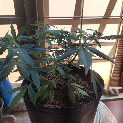II growlog photo: ?