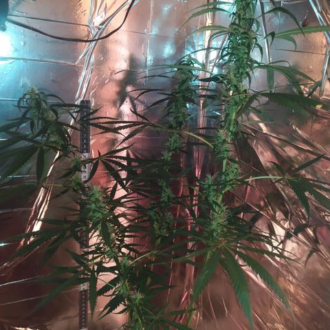 Zelda growlog timeline photo