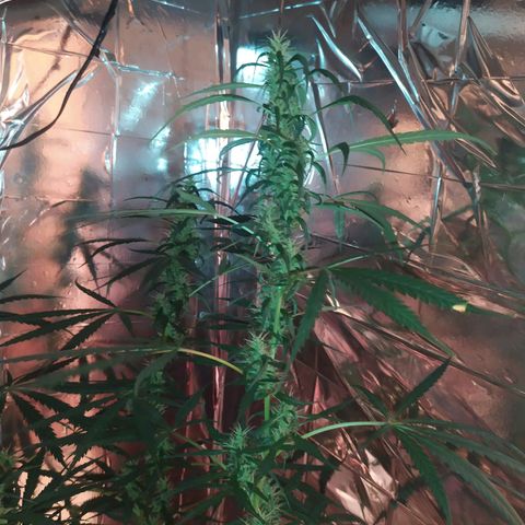 Zelda growlog timeline photo
