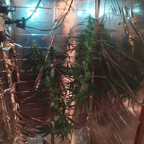 Zelda growlog timeline photo