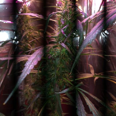 Zelda growlog timeline photo