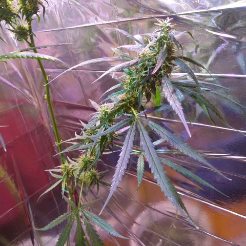 Zelda growlog timeline photo