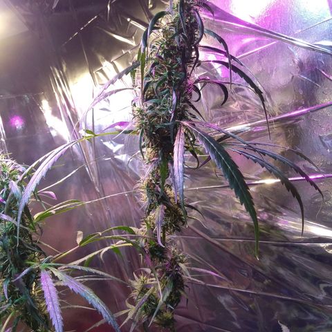 Zelda growlog timeline photo