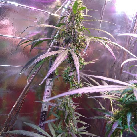 Zelda growlog timeline photo