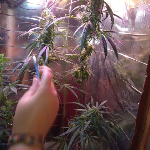 Zelda growlog timeline photo