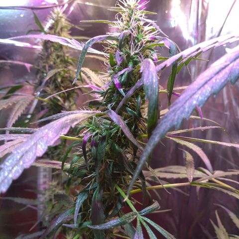 Zelda growlog timeline photo