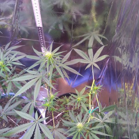 II growlog timeline photo