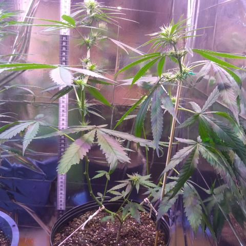 II growlog timeline photo