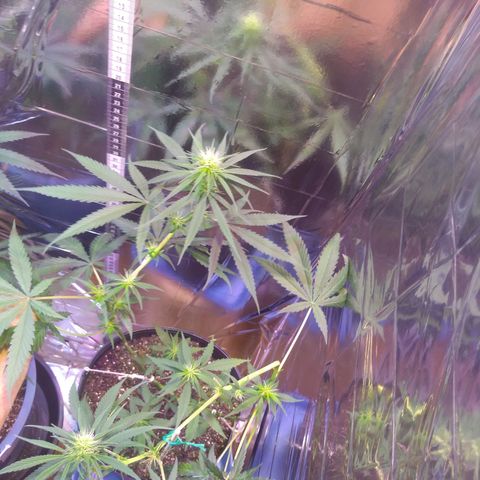 II growlog timeline photo