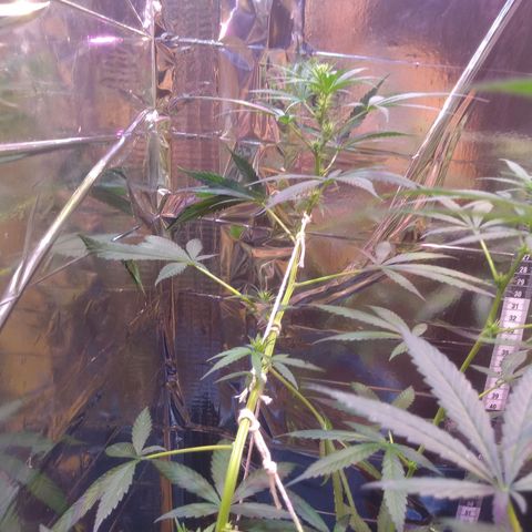 Preta growlog timeline photo