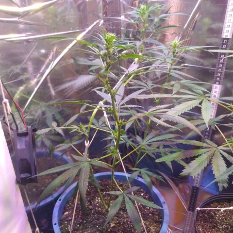 Preta growlog timeline photo