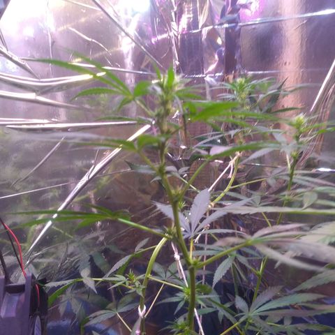 Preta growlog timeline photo