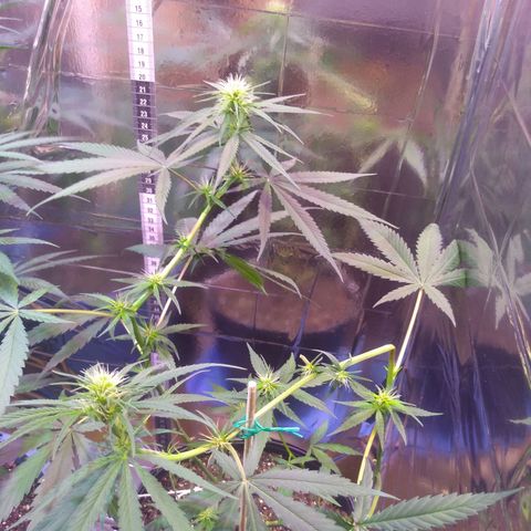 Preta growlog timeline photo