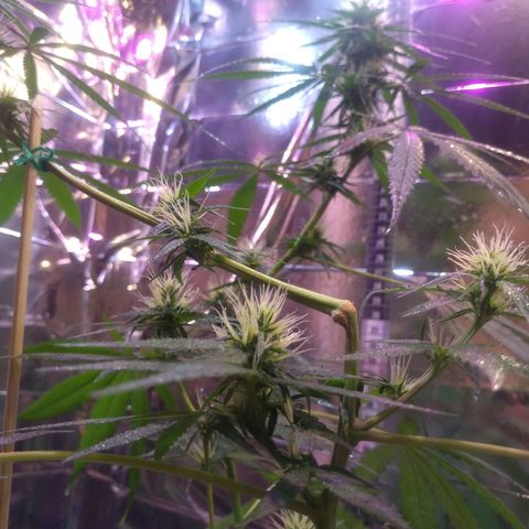 II growlog timeline photo