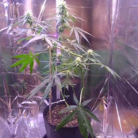 II growlog timeline photo