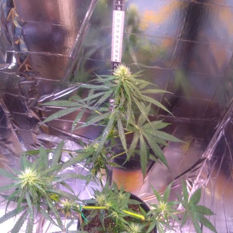 II growlog timeline photo