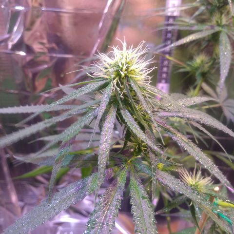 II growlog timeline photo