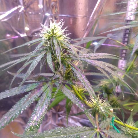 II growlog timeline photo