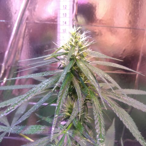 II growlog timeline photo