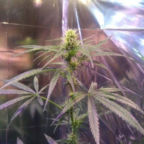 Preta growlog timeline photo