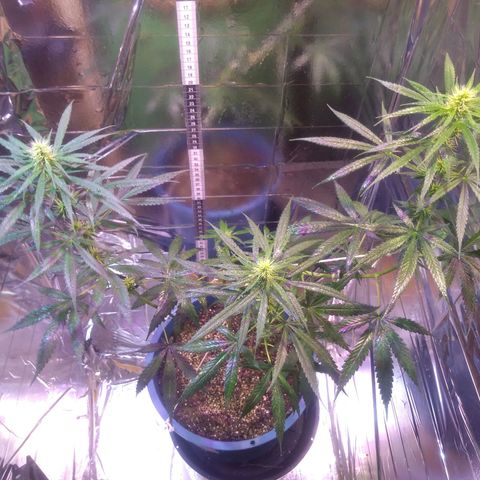 Preta growlog timeline photo