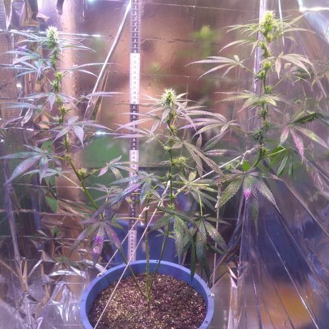 Preta growlog timeline photo
