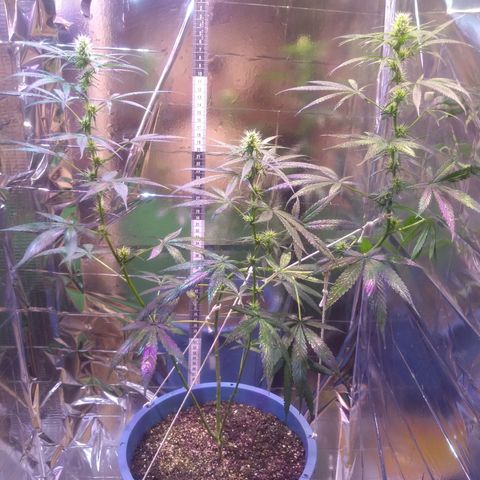 Preta growlog timeline photo