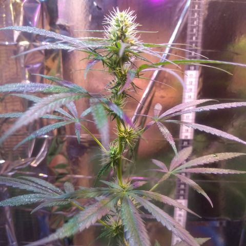 Preta growlog timeline photo