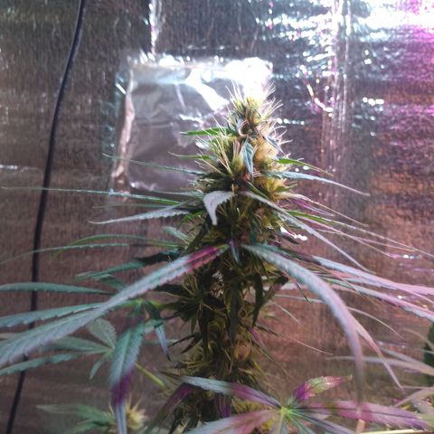 II growlog timeline photo