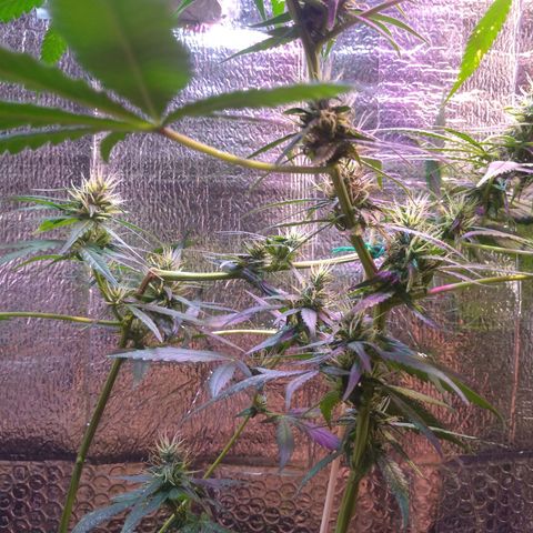II growlog timeline photo