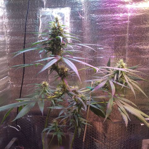 II growlog timeline photo