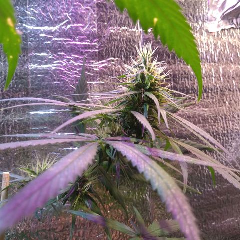 II growlog timeline photo
