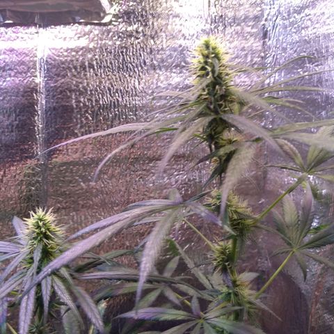 Preta growlog timeline photo