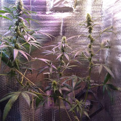 Preta growlog timeline photo
