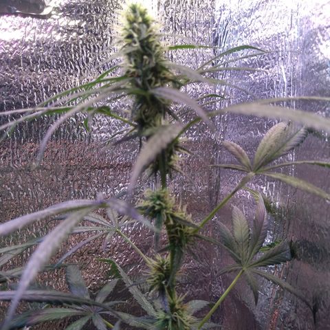 Preta growlog timeline photo