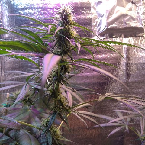 Preta growlog timeline photo