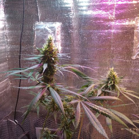 II growlog timeline photo
