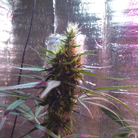 II growlog timeline photo